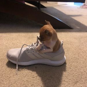 Meet your Posher, Hector